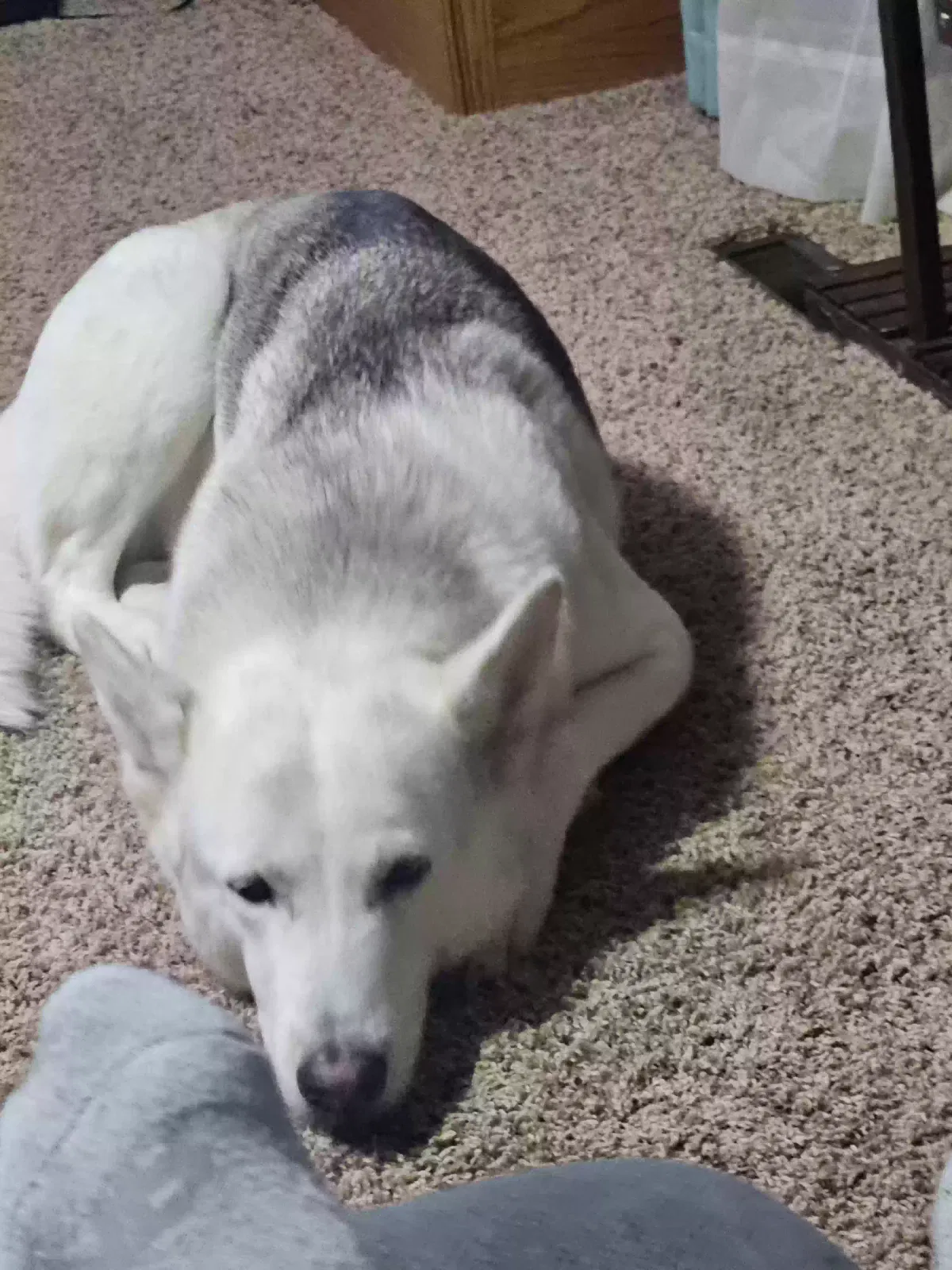 Dog, Shepard husky mix Dog for adoption in Breda, IA, 51436