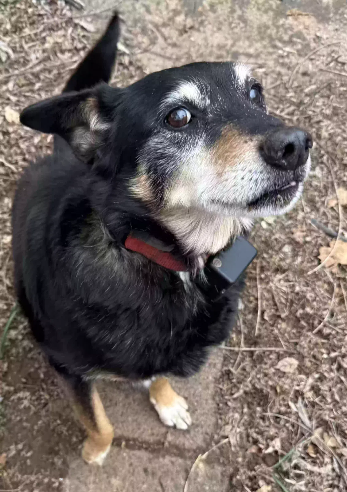 Dog, Unknown Dog for adoption in Kodak, TN, 37764