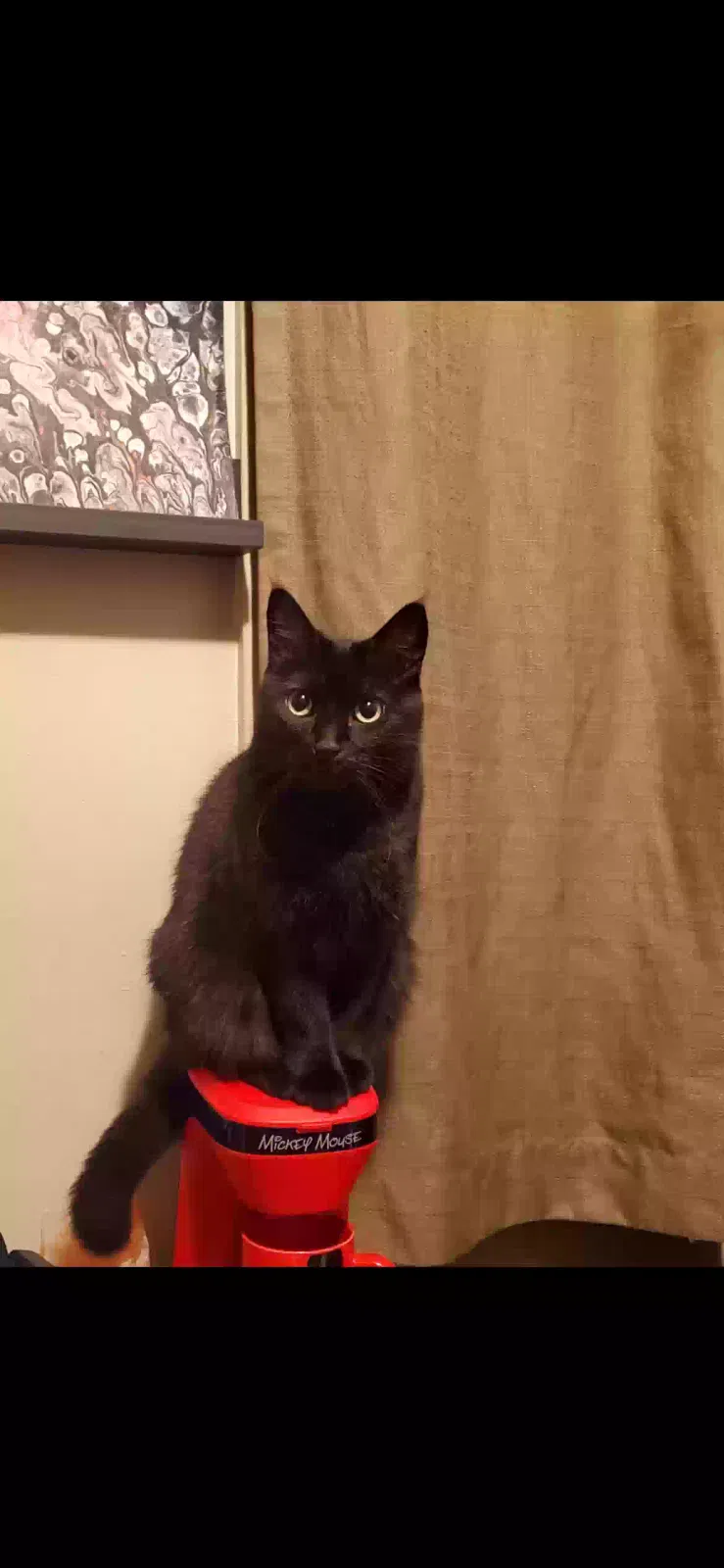 Jiingles, Unknown Cat for adoption in Warren, MI, 48089