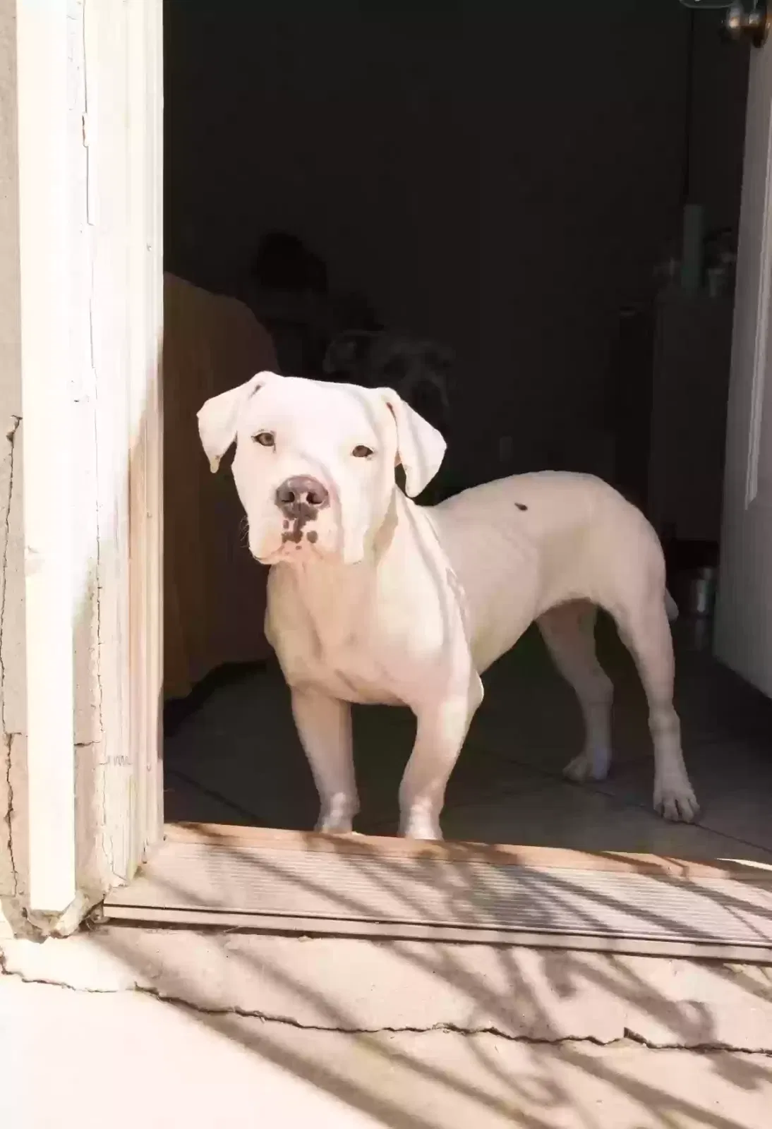 Mochi, Frenchie mix Dog for adoption in Lancaster, CA, 93534