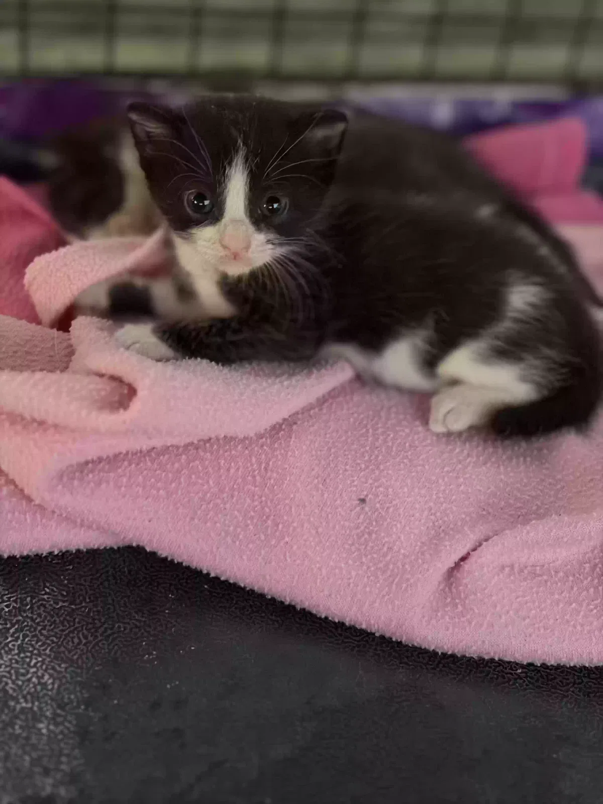 Cat, Unknown Cat for adoption in Saint Martinville, LA, 70582