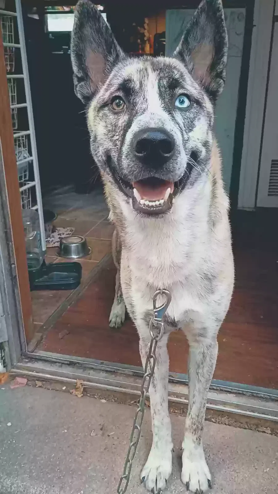 Dog, Unknown Dog for adoption in Rome, GA, 30165