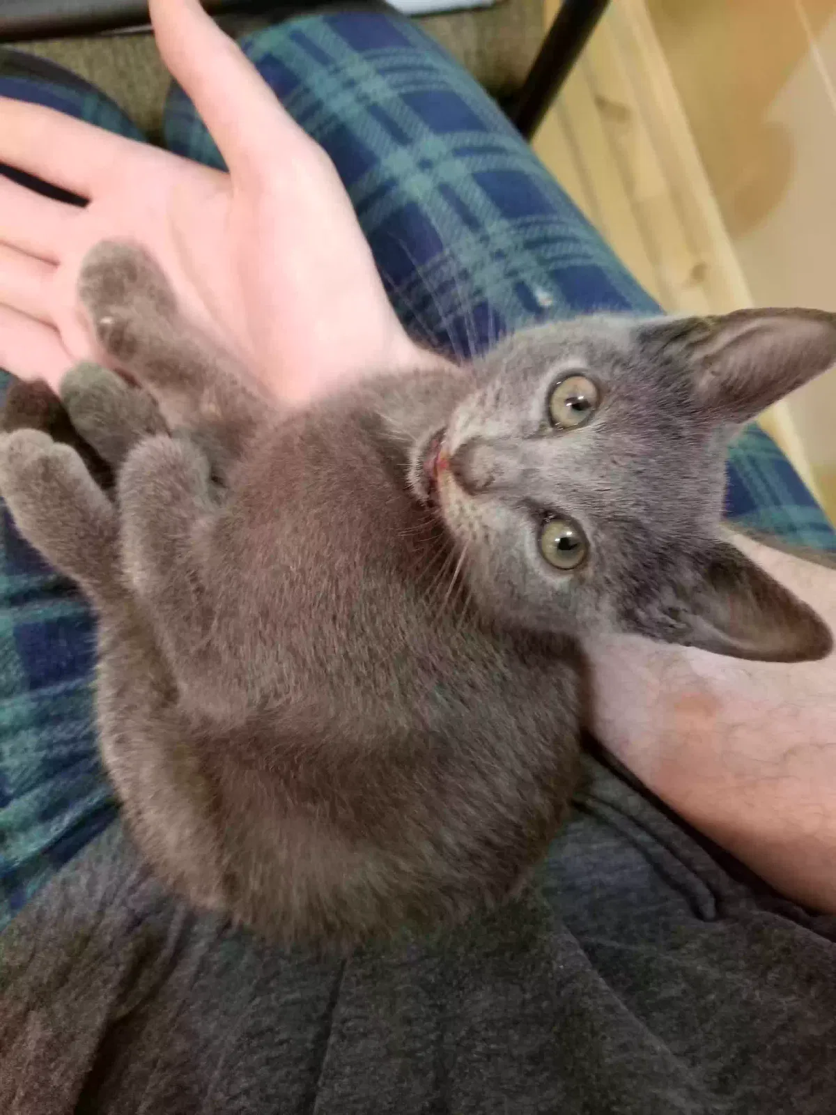 Pewter, Russian Blue Cat for adoption in Arp, TX, 75750