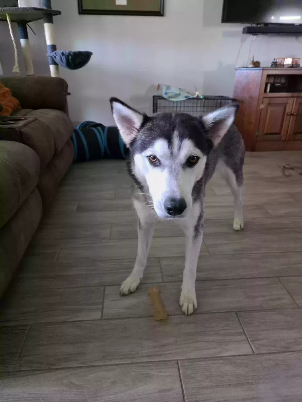 Dog, Husky Dog for adoption in Katy, TX, 77449