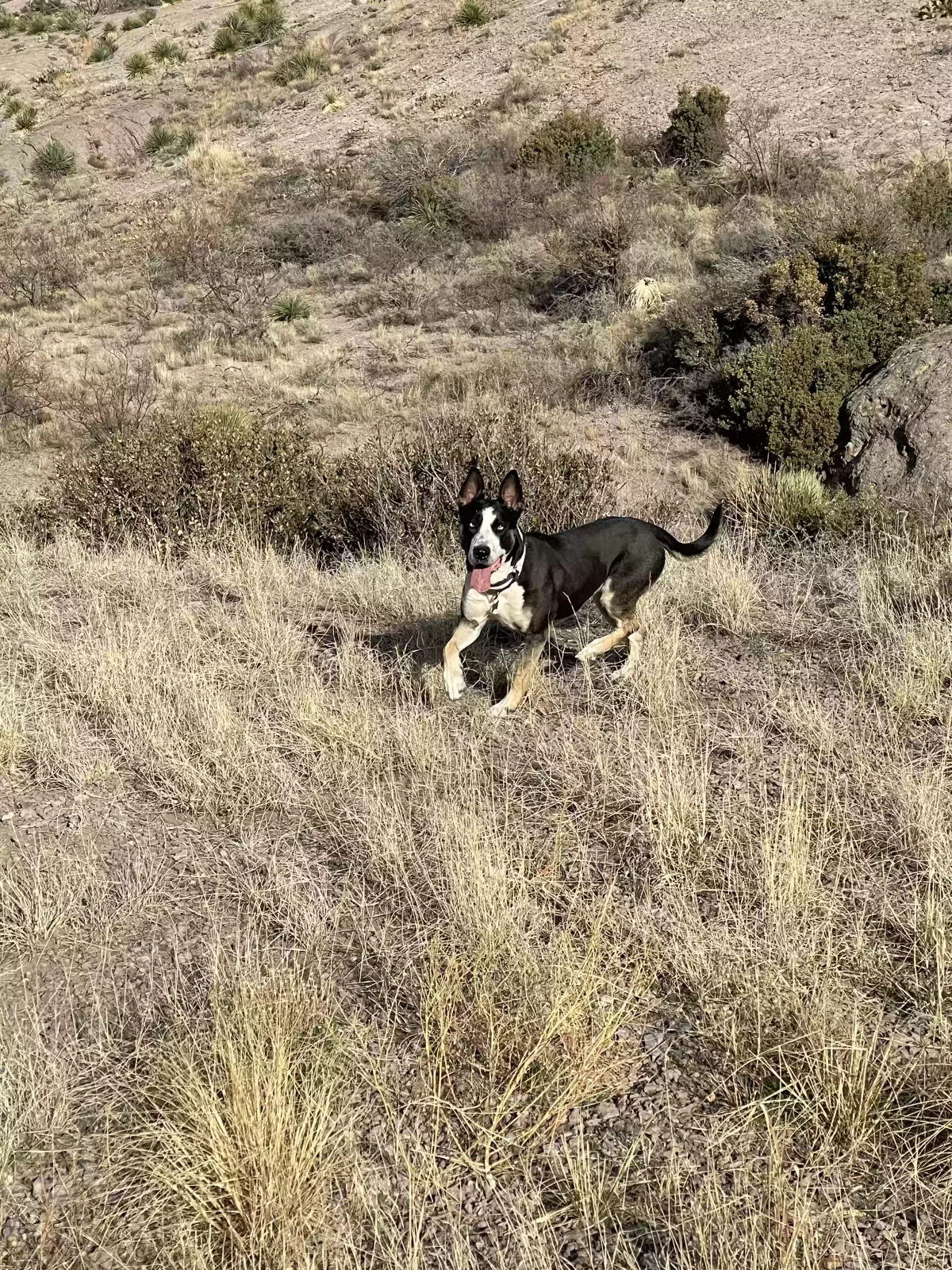 Dog, Unknown Dog for adoption in Lawton, OK, 73505