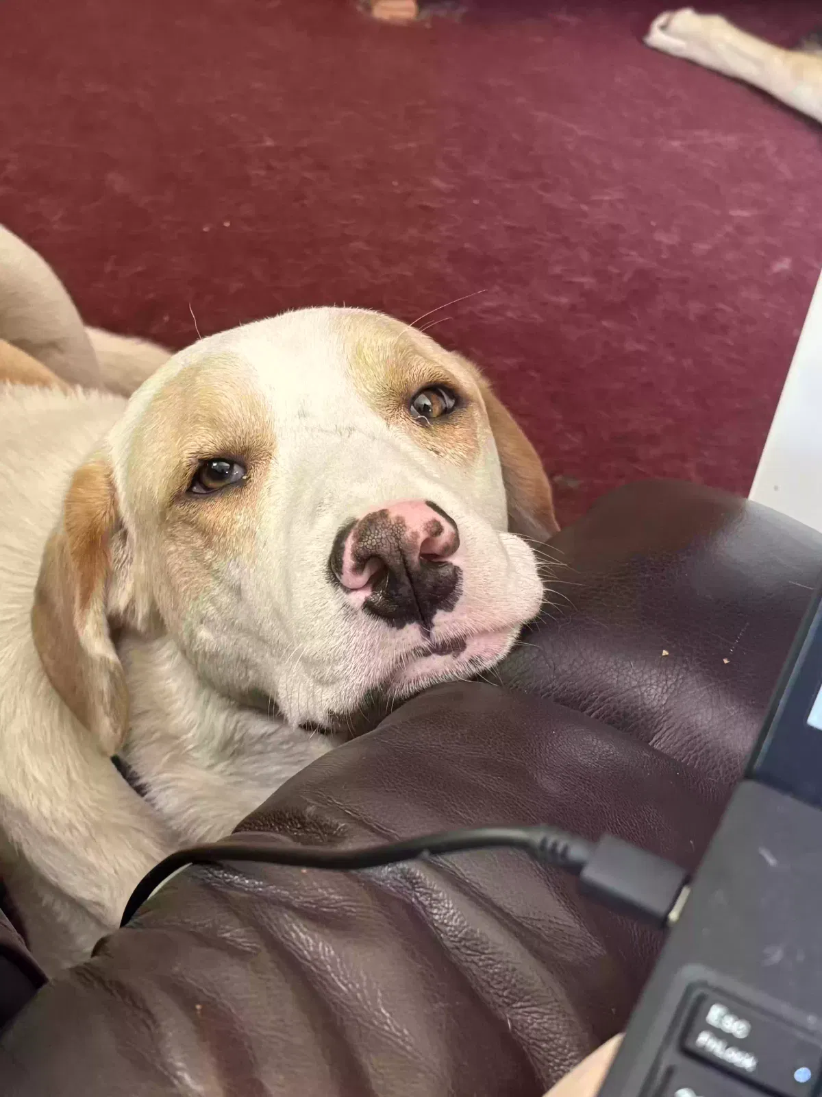 Buddy, pyrenees mix Dog for adoption in Troup, TX, 75789