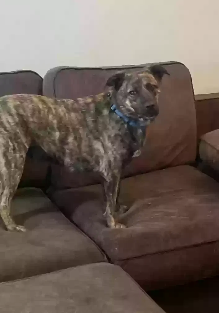 Dustoff, Unknown Dog for adoption in Lawton, OK, 73505