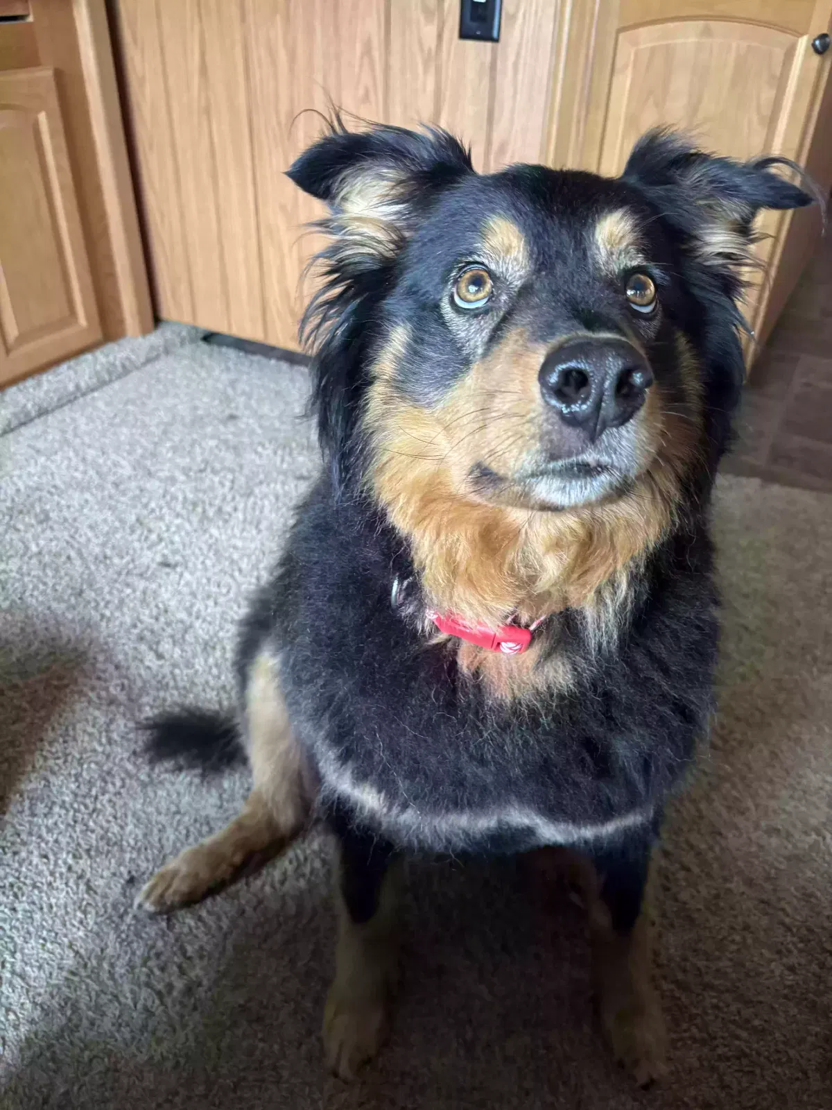 Dog, English Shepherd Dog for adoption in Clayton, NC, 27527