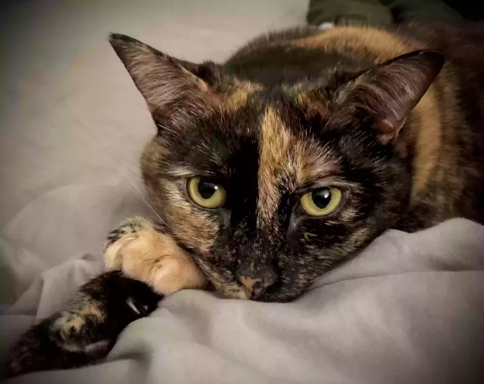 Eloise, Tortoiseshell/Tabby Cat for adoption in Atlanta, GA, 30315