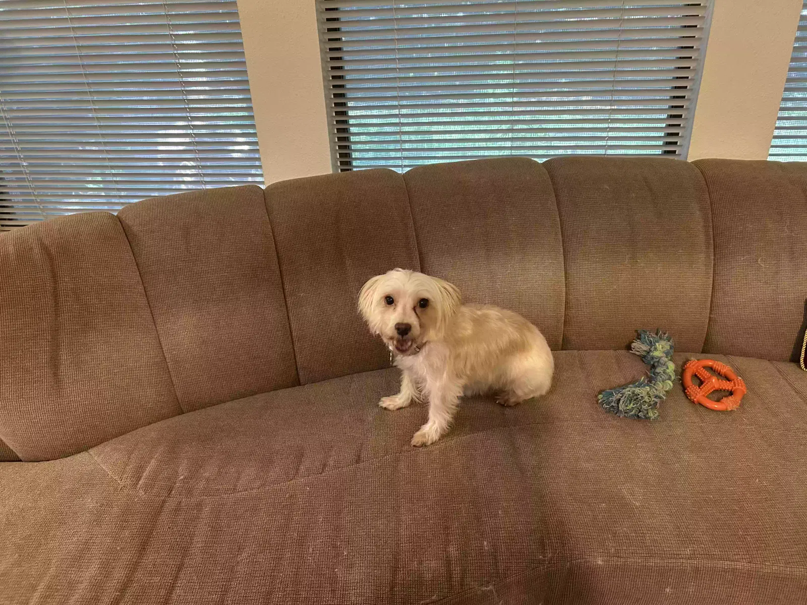 Dog, Maltese mix Dog for adoption in San Antonio, TX, 78230