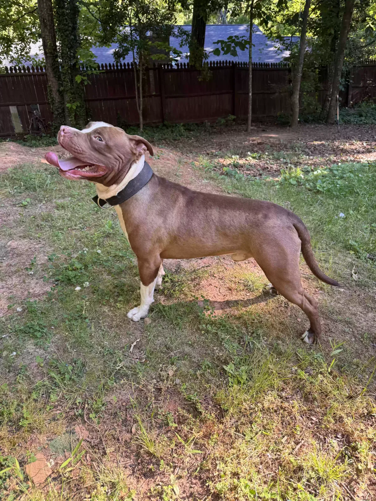 Dog, American Bully Dog for adoption in Atlanta, GA, 30346