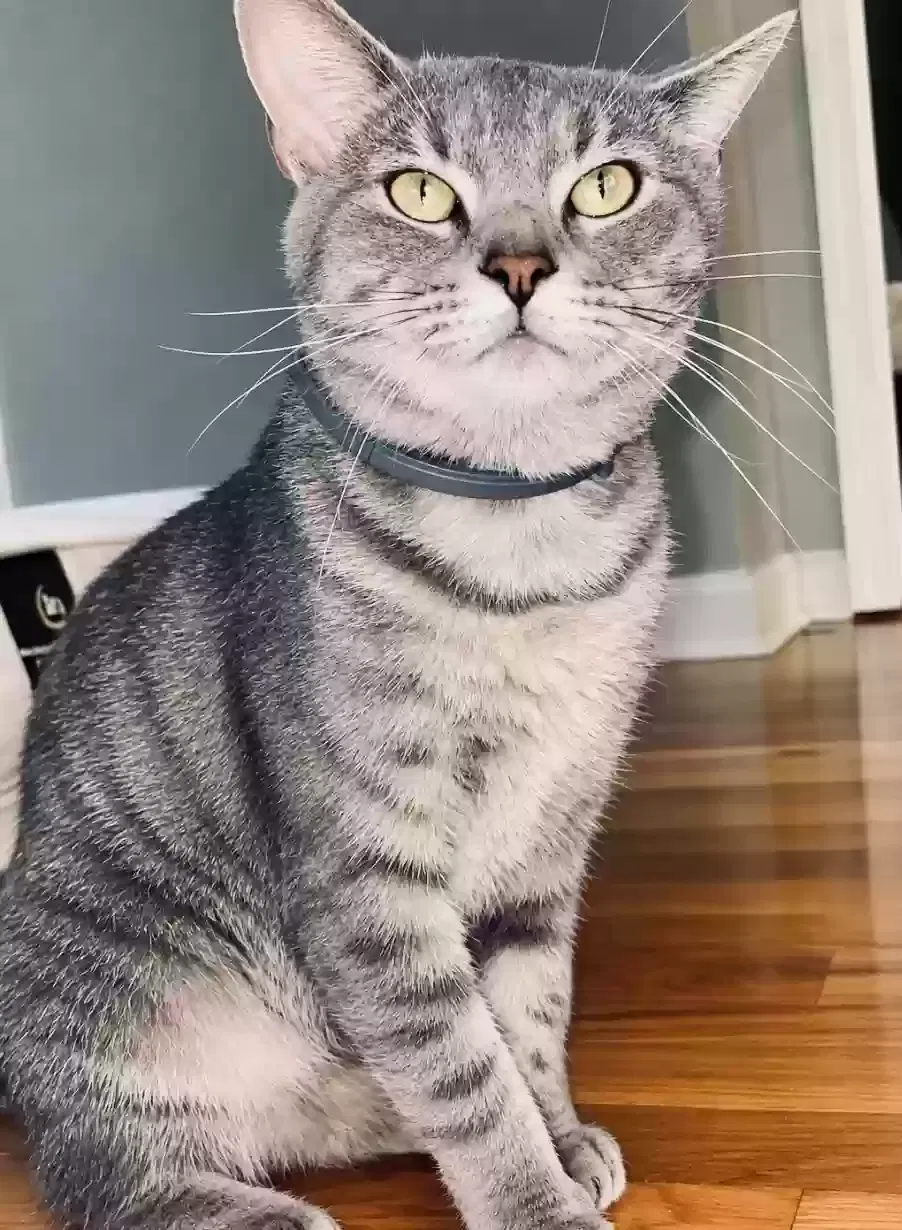 Catfish, Unknown Cat for adoption in Humboldt, TN, 38343