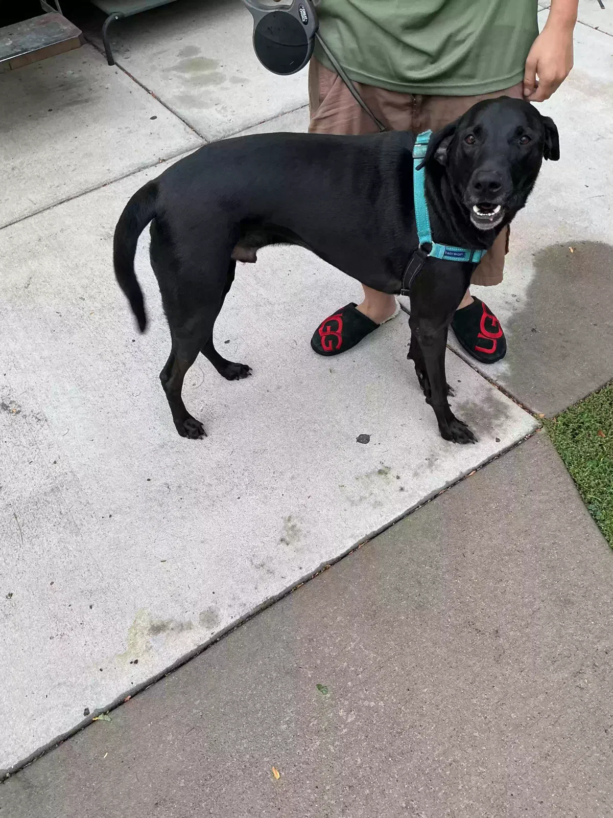 Bundy, Black lab /greyhound mix Dog for adoption in Littleton, CO, 80127