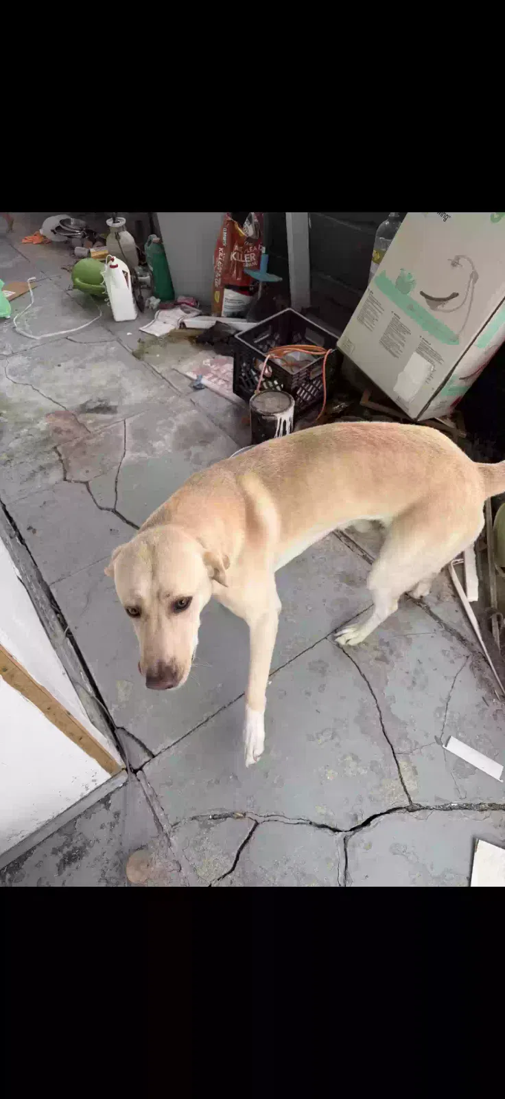 Dog, Great Pernanese / lab mix Dog for adoption in Cuba, KS, 66940