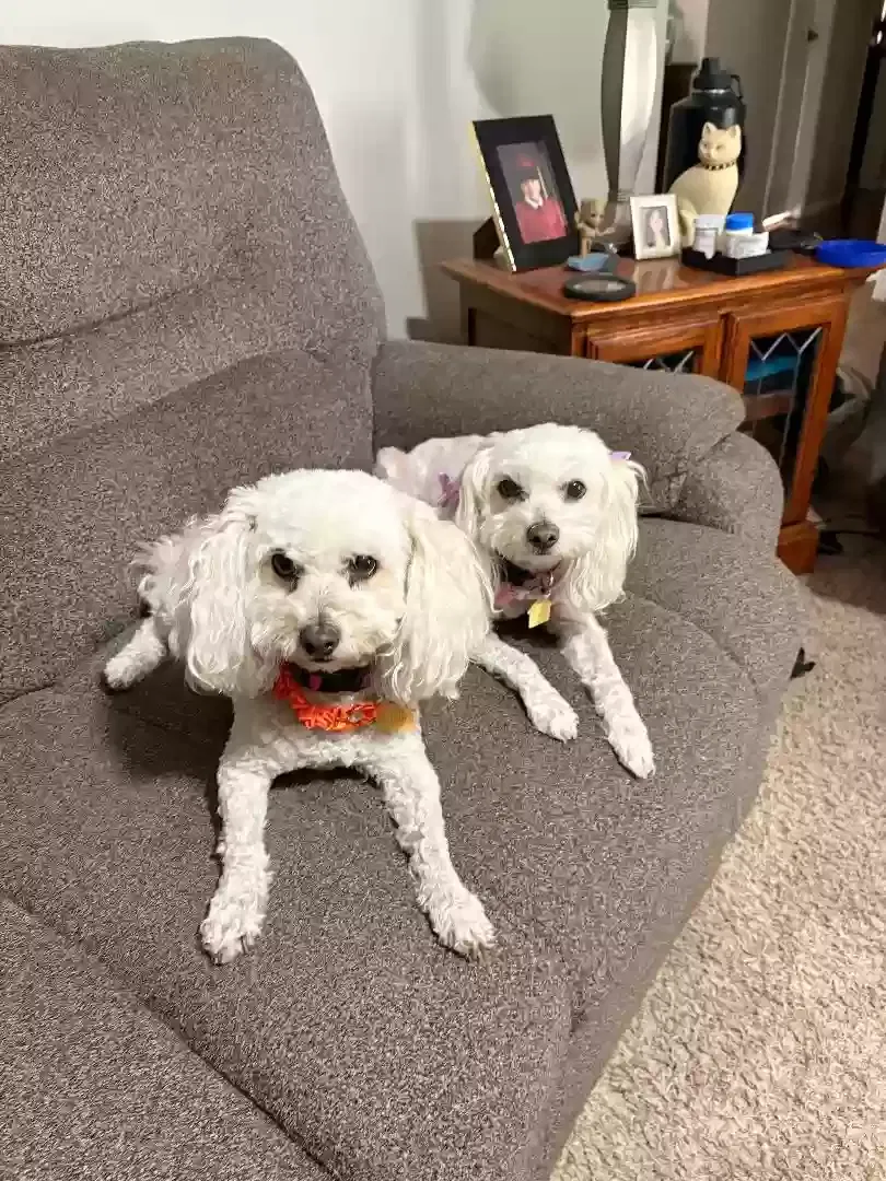 Snowball and sister Mimi, Maltipoos Dog for adoption in Riverside, CA, 92506