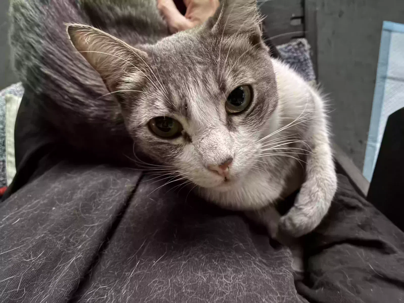 Billie, Domestic shorthair Cat for adoption in Los Angeles, CA, 90037