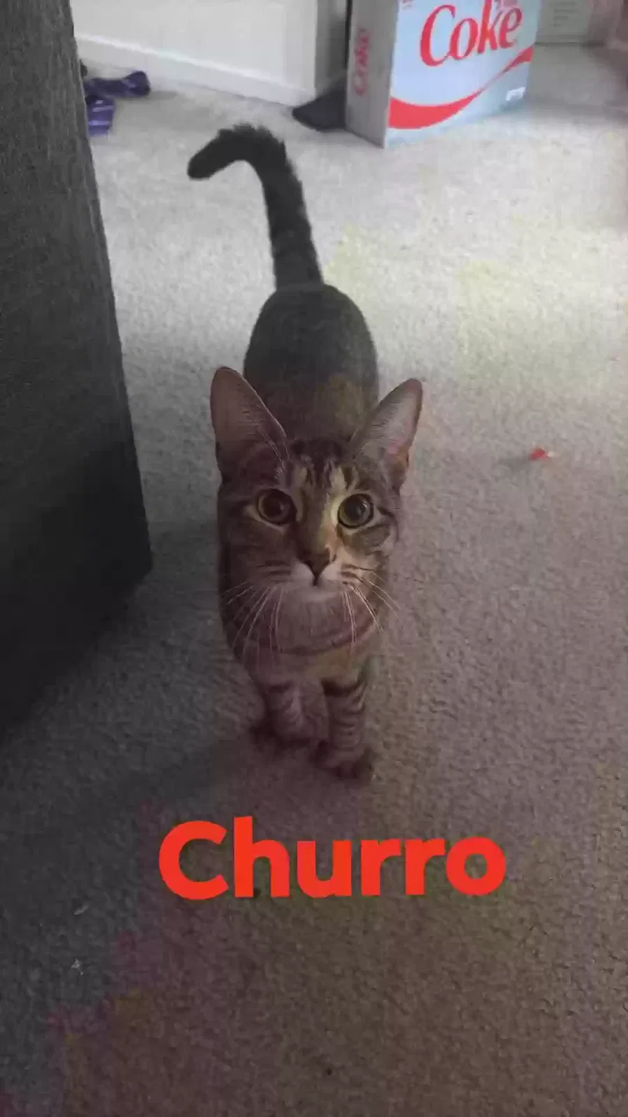 Churro, Domestic short hair Cat for adoption in Roseville, MI, 48066