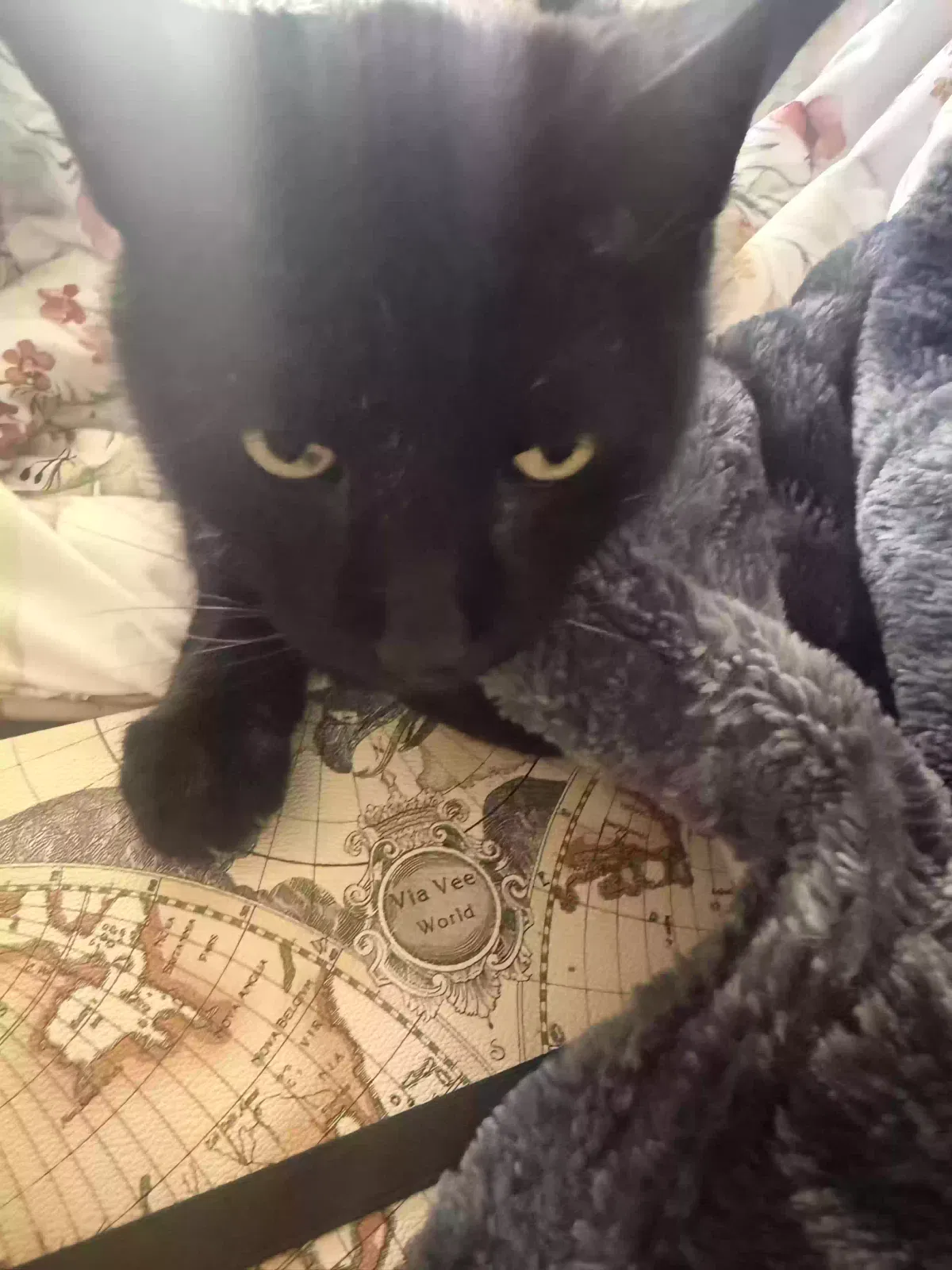 Cat, Unknown Cat for adoption in Avon, CT, 6001