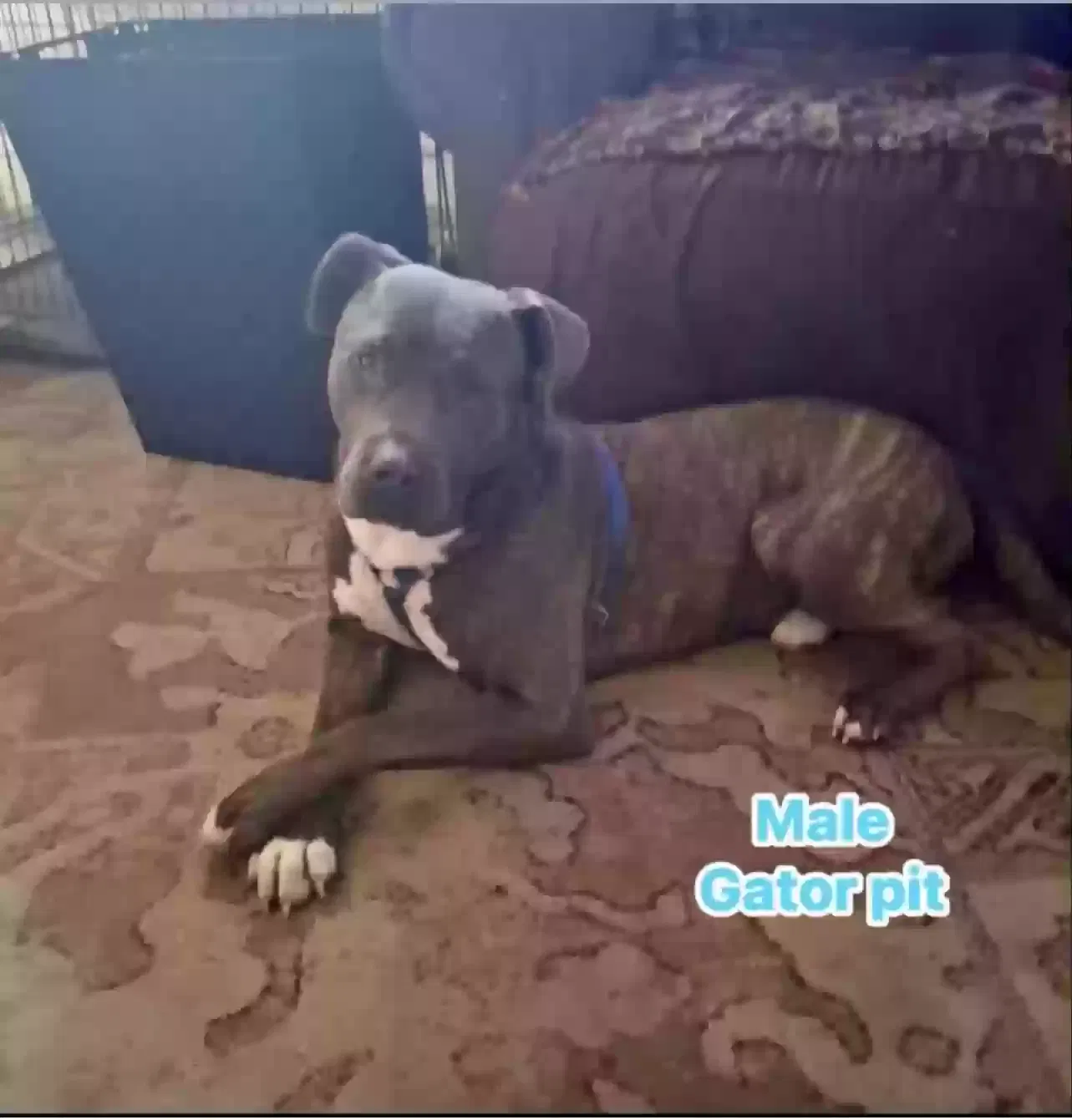 Dog, Pitt Dog for adoption in Saginaw, MI, 48638