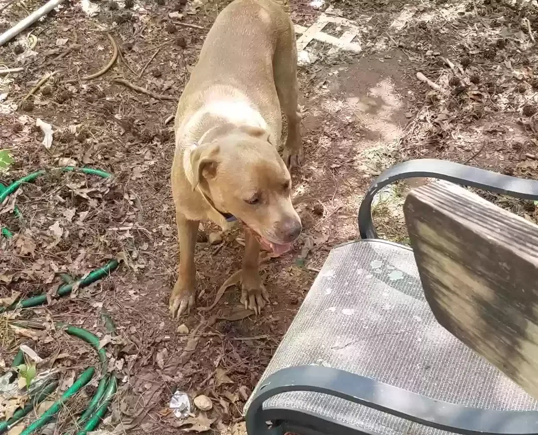 Coco, Pitbull Dog for adoption in Gainesville, GA, 30507