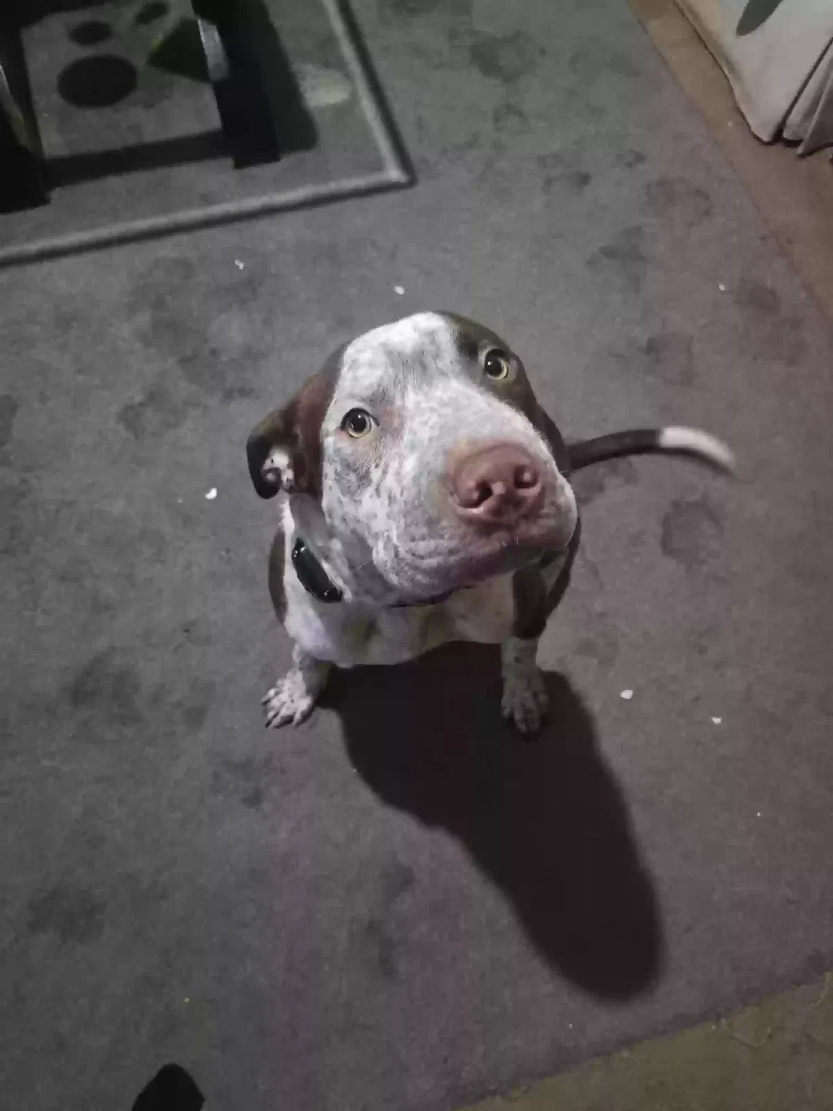 Diesel, Unknown Dog for adoption in Lilesville, NC, 28091