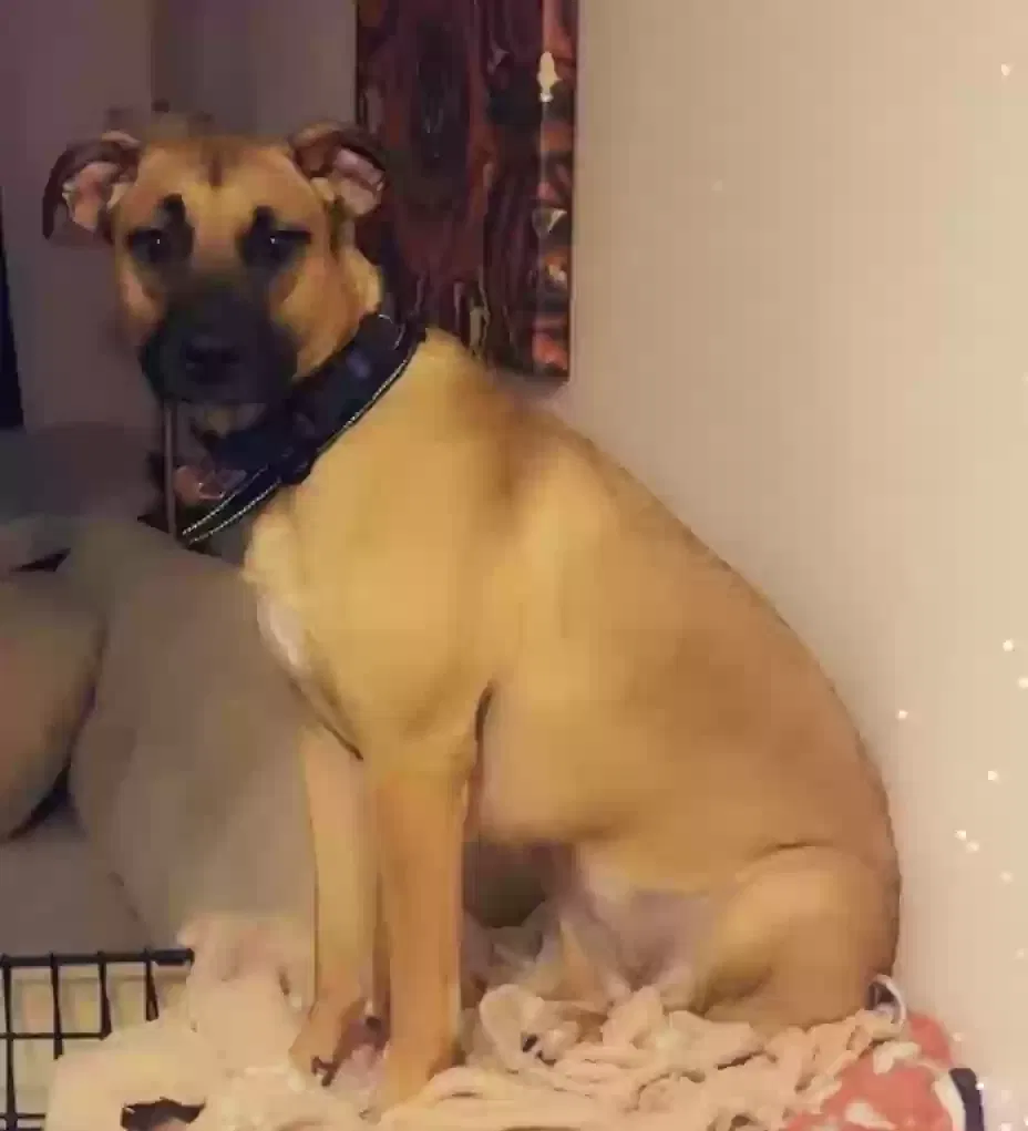 Lady, Malinois/ pit mix Dog for adoption in Northport, AL, 35476