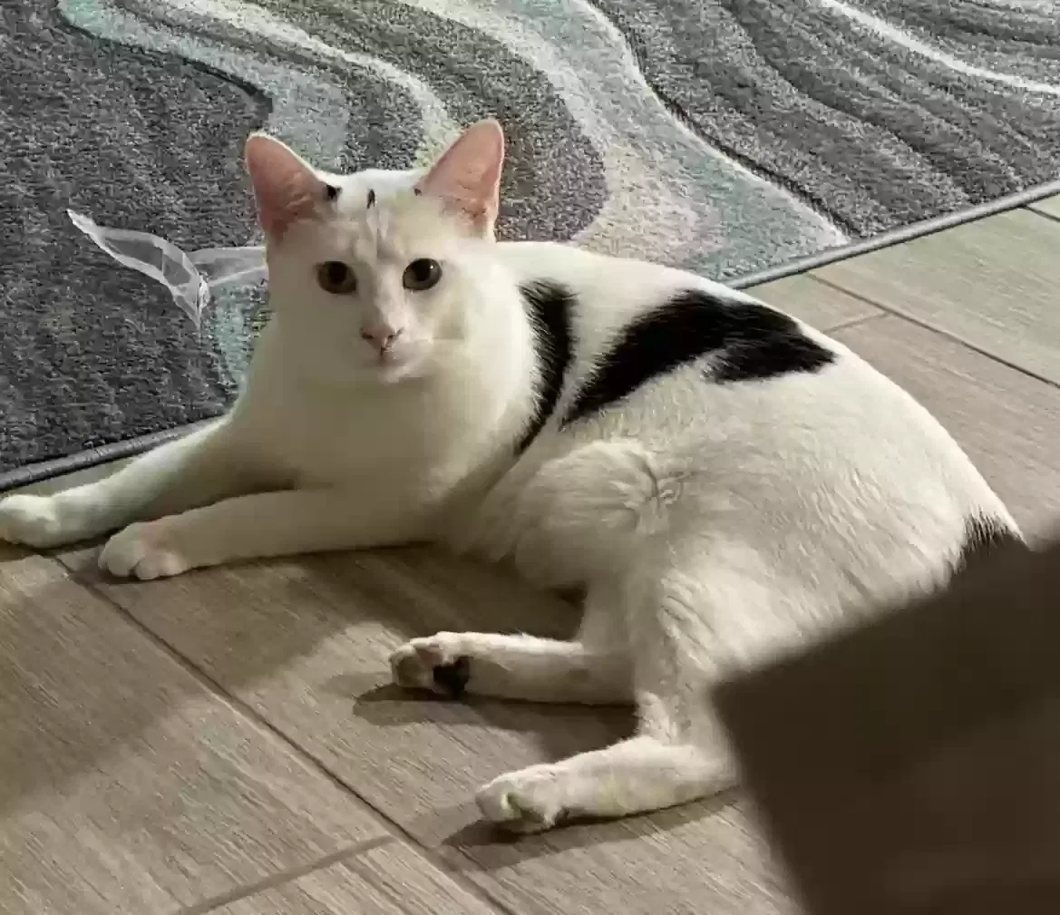 Cat, Unknown Cat for adoption in Morrow, GA, 30260