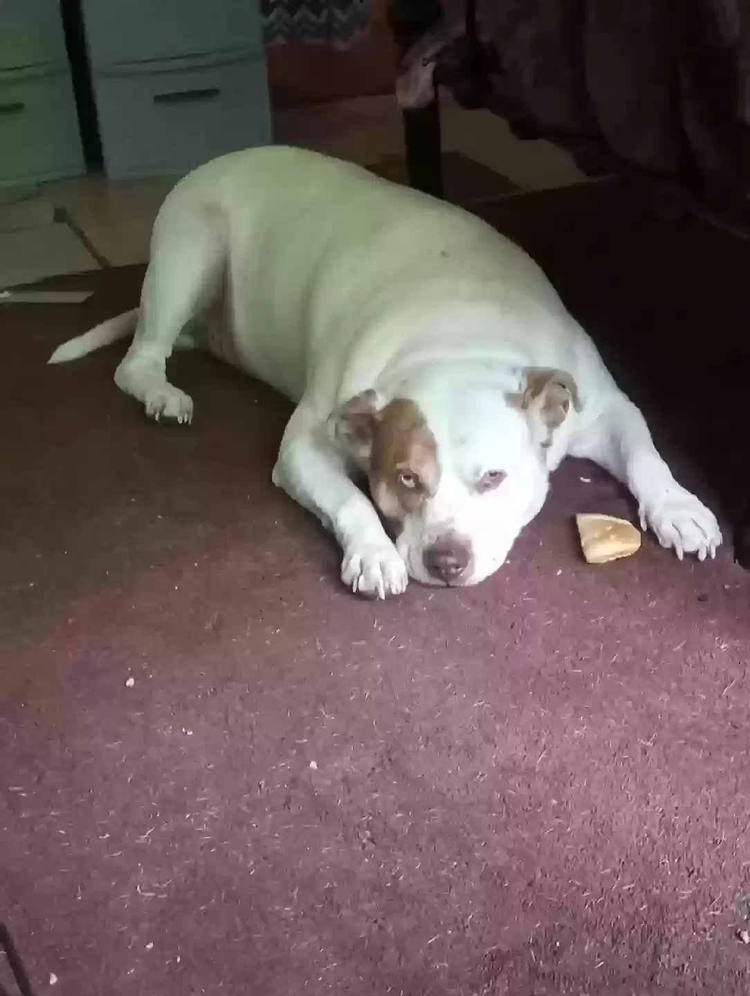 Dog, Pitbull Dog for adoption in Connellys Springs, NC, 28612