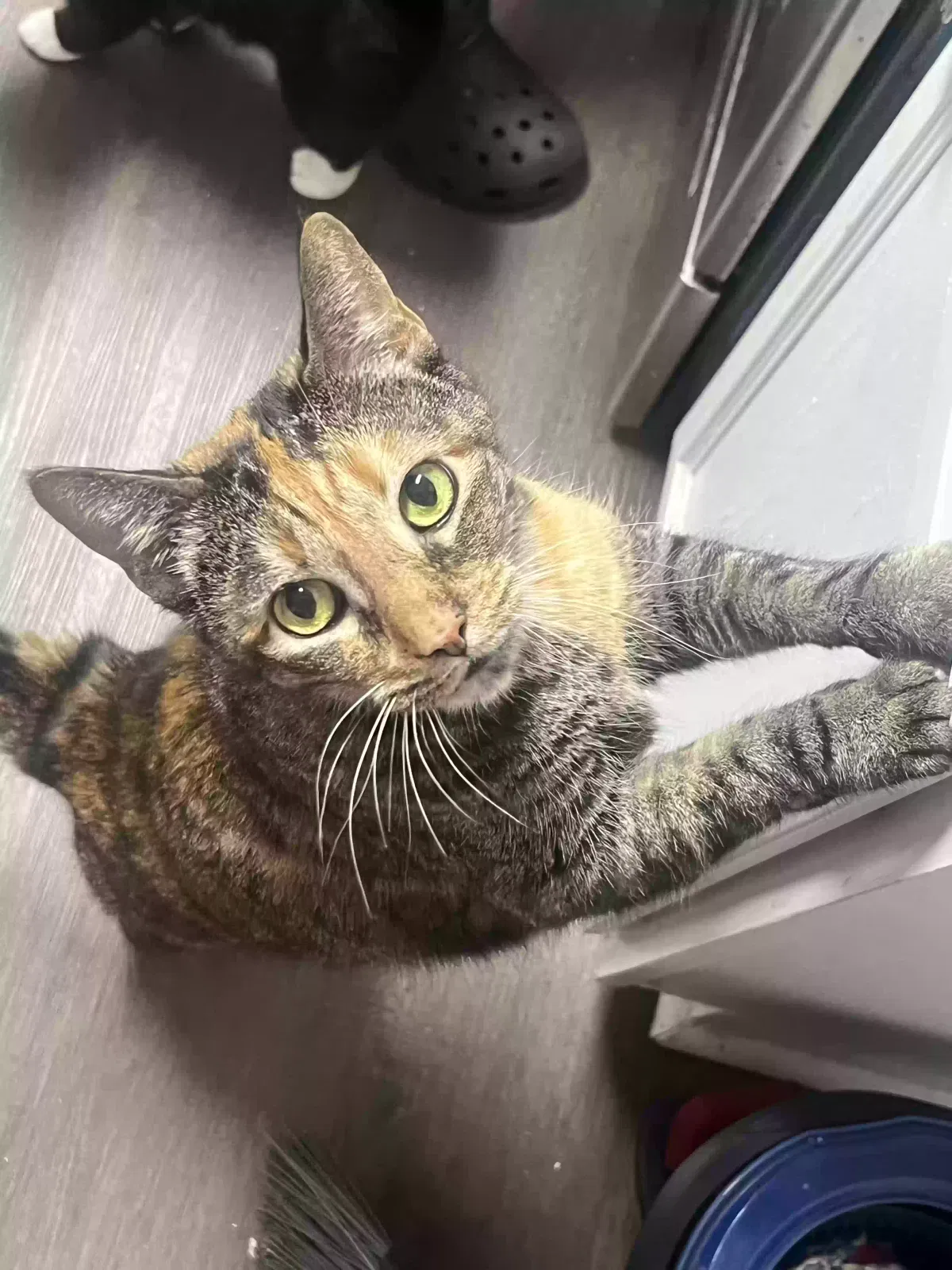 Cat, Unknown Cat for adoption in Conyers, GA, 30013