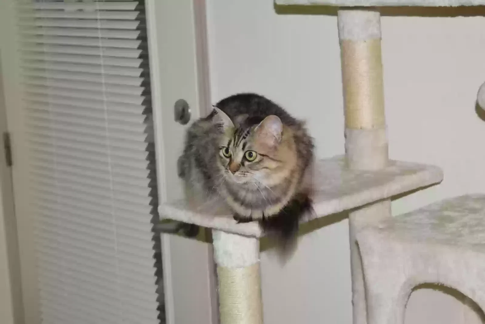 Zoey, Domestic Medium Hair Cat for adoption in Maumelle, AR, 72113