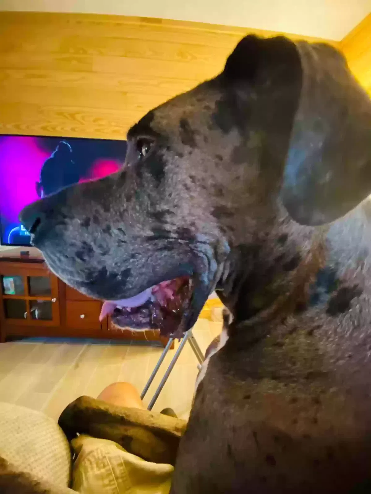 Dog, Great dane Dog for adoption in Clarkrange, TN, 38553