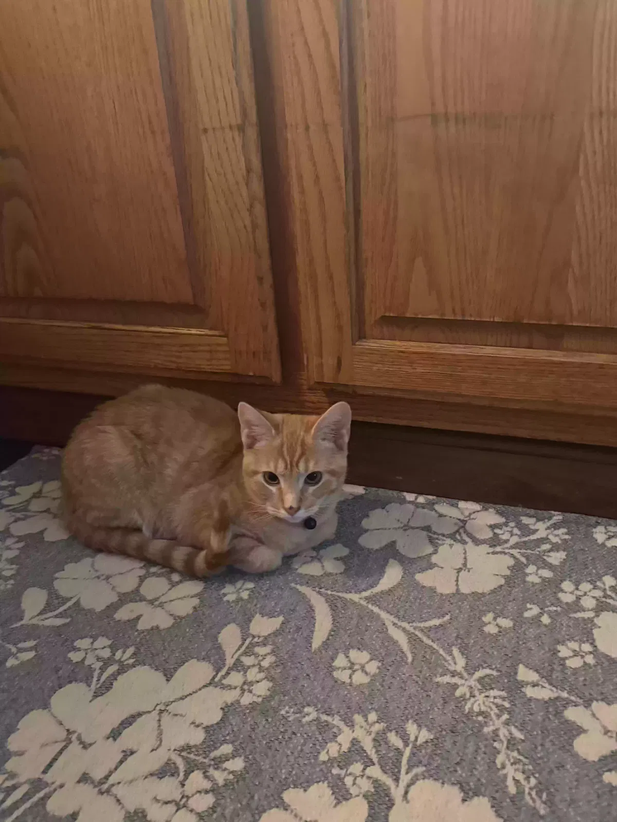 Cat, Unknown Cat for adoption in Wheeling, WV, 26003