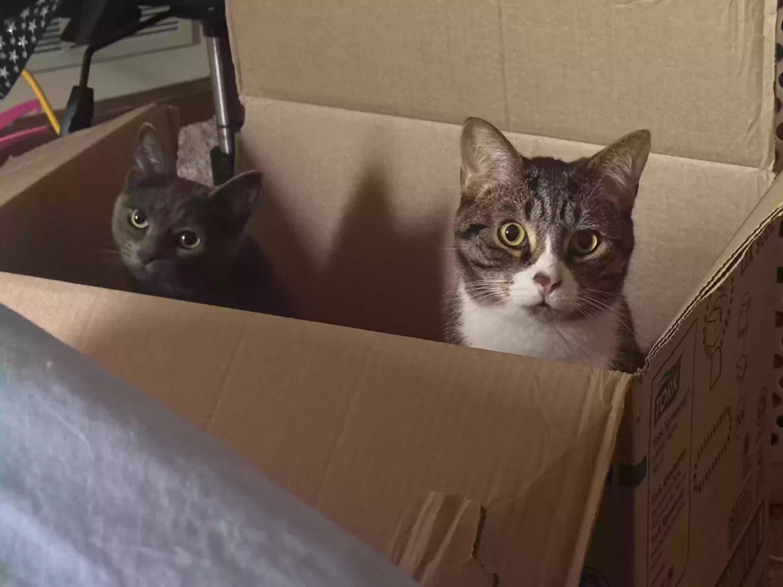 Aria and Selune, Tabby and Blue russian Cat for adoption in Elgin, IL, 60123