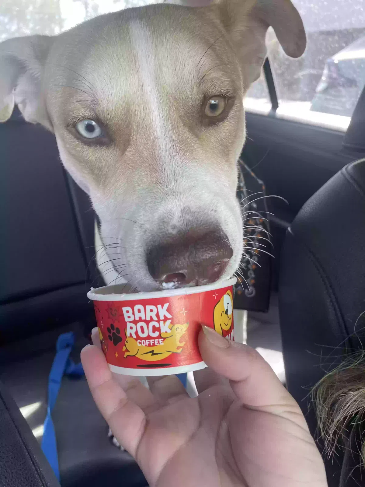 Tito, siberian husky mix Dog for adoption in Tempe, AZ, 85281