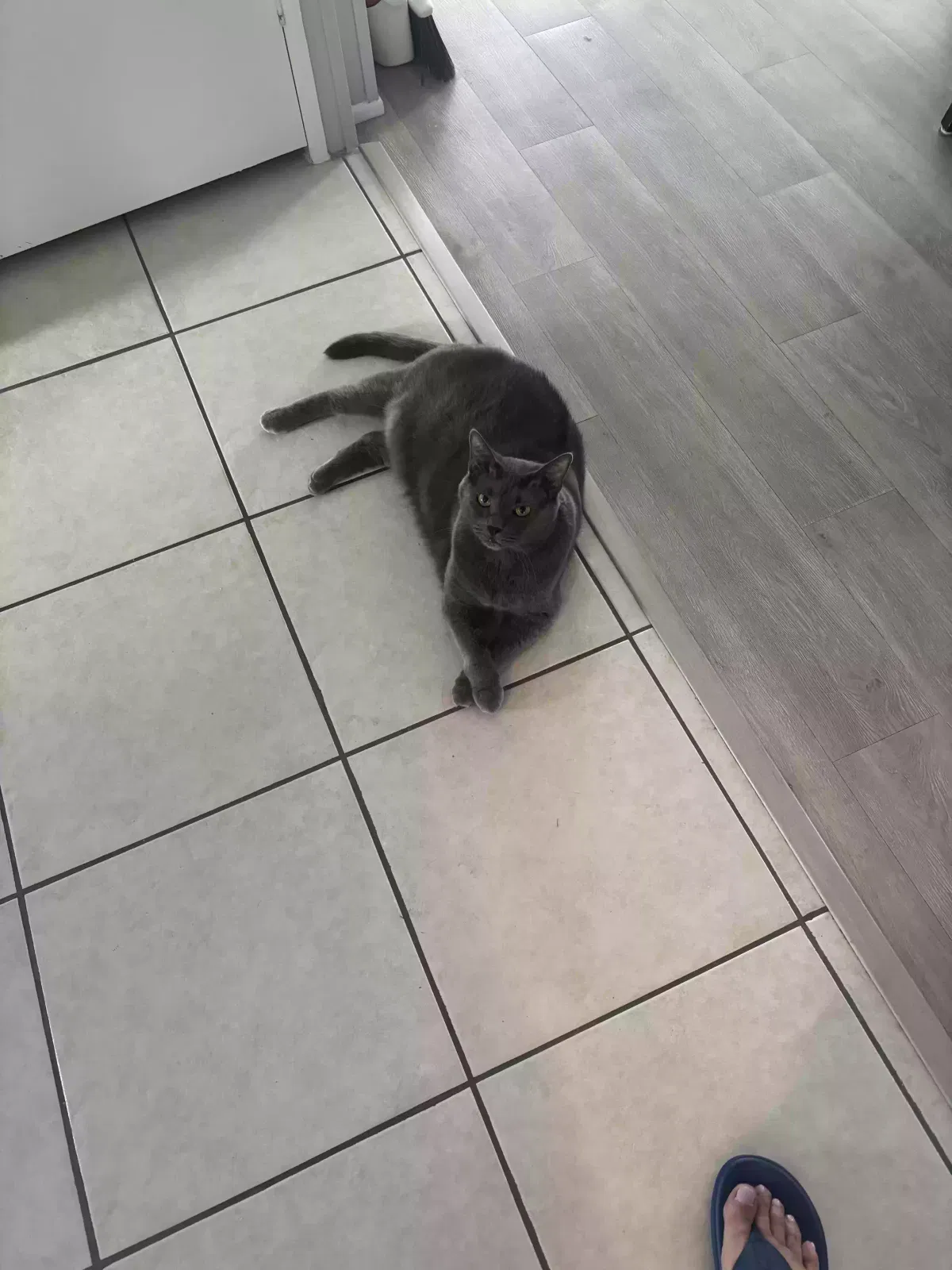 Smokey, Blue gray Cat for adoption in Brooksville, FL, 34613