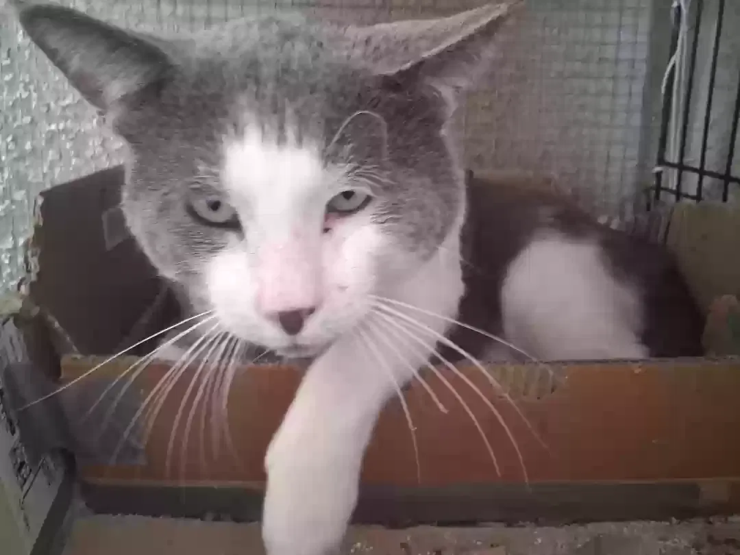 Cat, Unknown Cat for adoption in Hesperia, CA, 92345