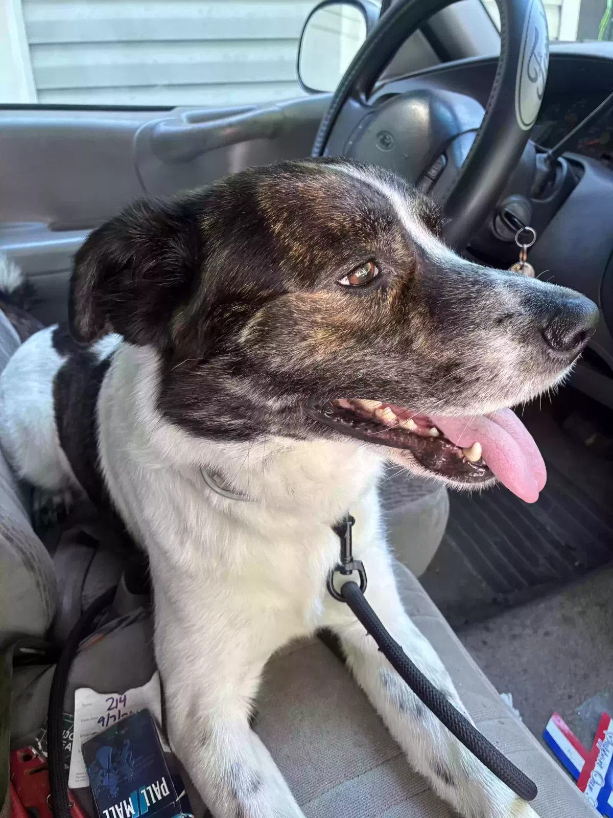 Lenny, Border Collie mix Dog for adoption in Flatwoods, KY, 41139