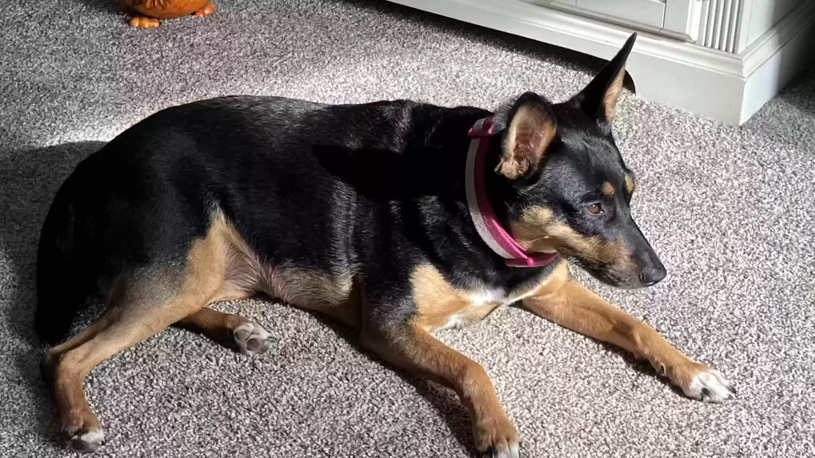 Dog, miniature pincher Dog for adoption in Novi, MI, 48374