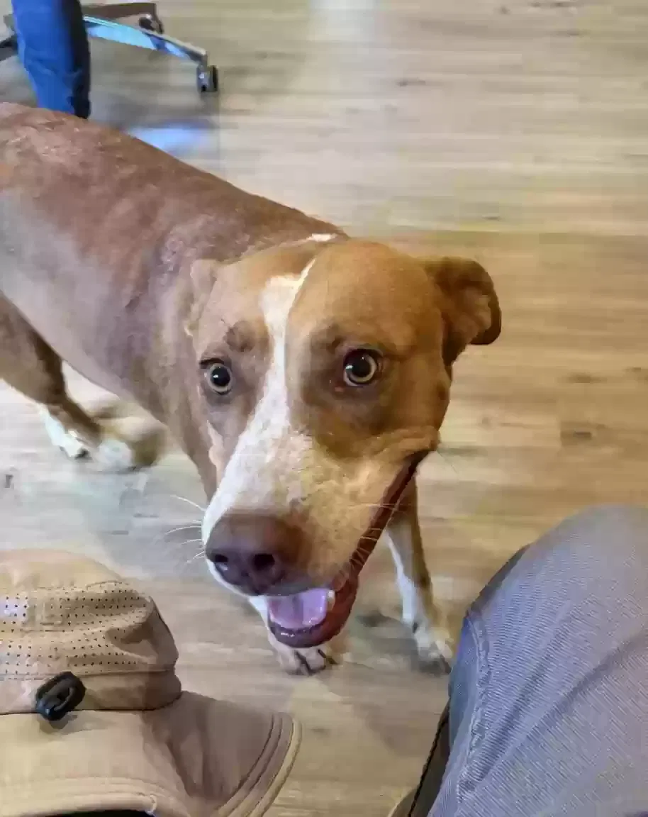 Dog, Pitbull mix Dog for adoption in Breckenridge, TX, 76424