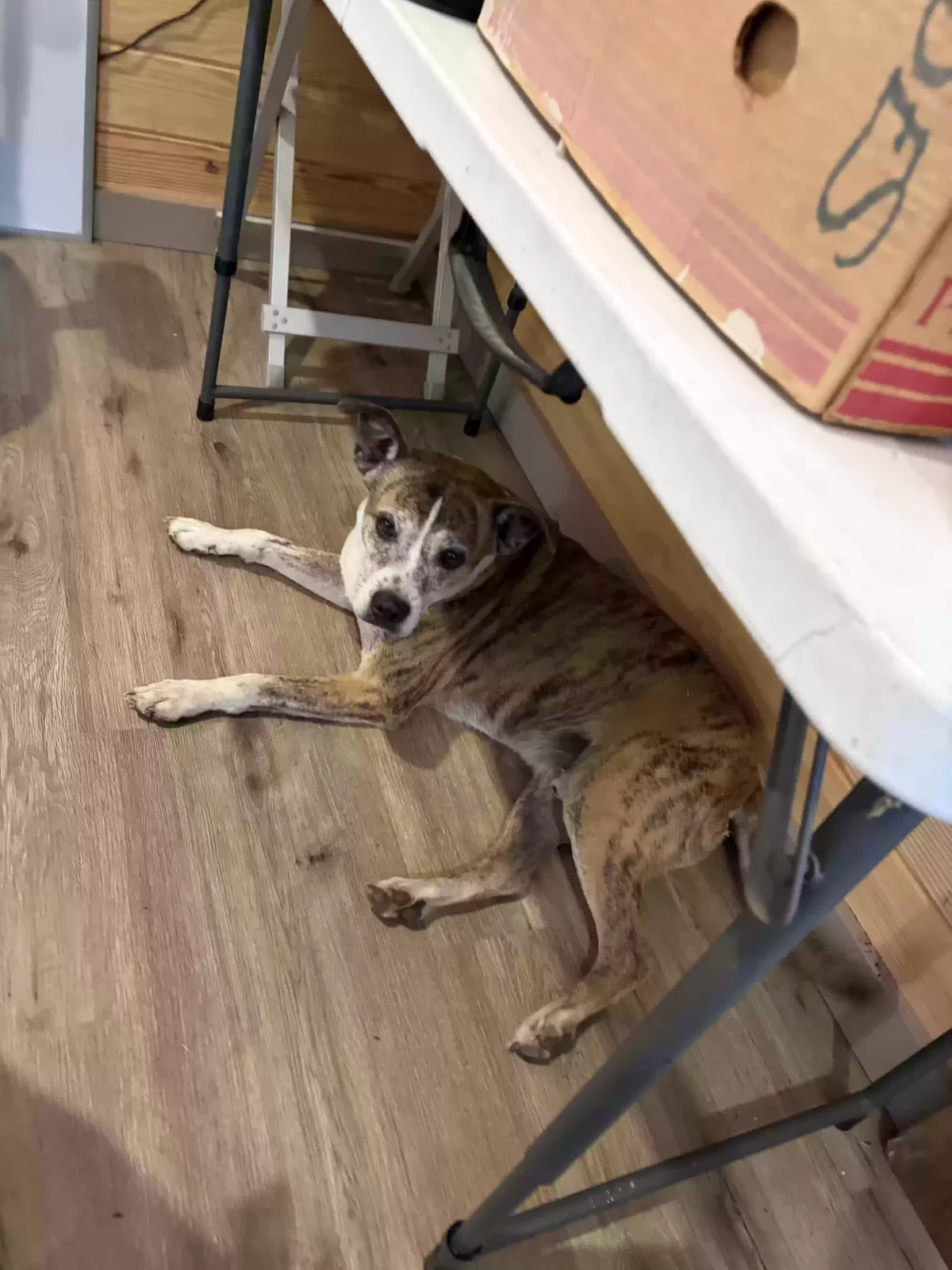 Dog, Pitbull mix Dog for adoption in Breckenridge, TX, 76424