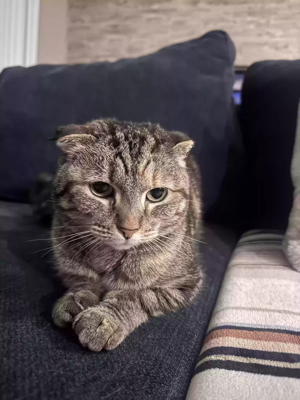 Beans, Scottish fold Cat for adoption in Rio Vista, CA, 94571