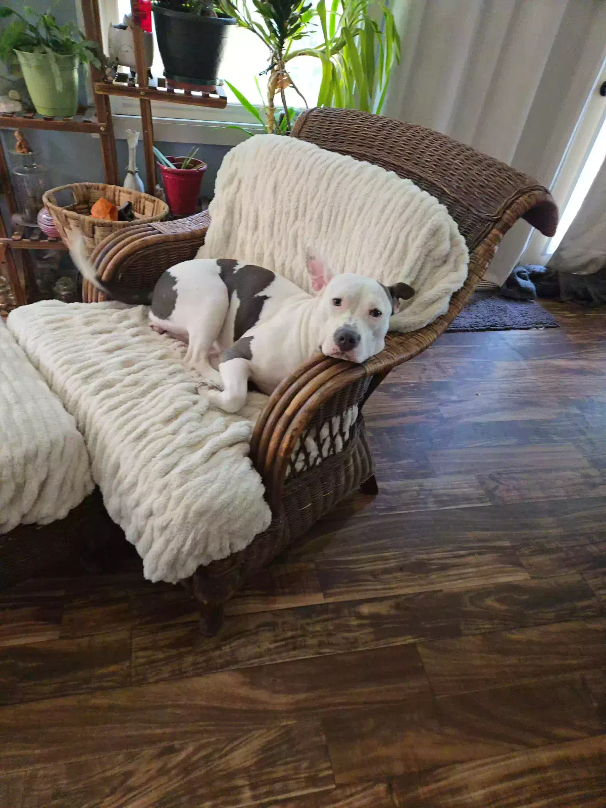Misty, Pitbull Dog for adoption in Jonesboro, GA, 30236