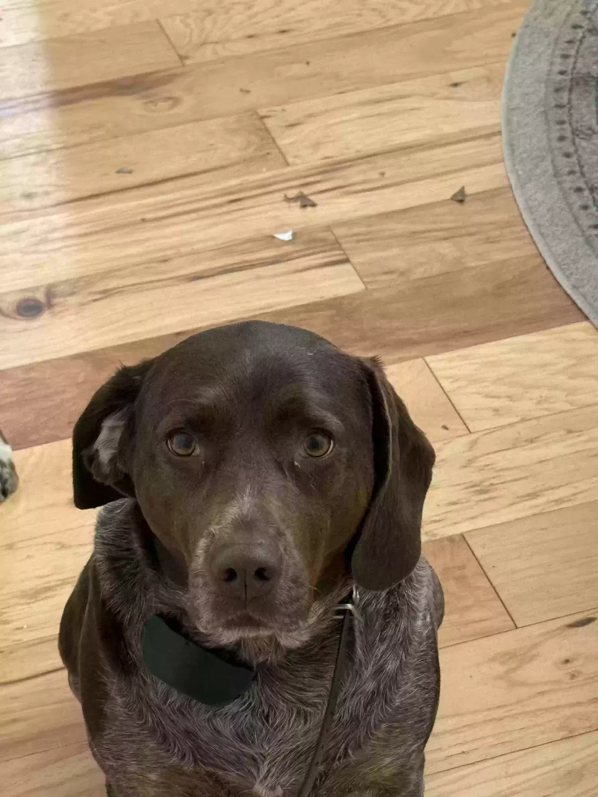 Ellie, German Short Haired Pointer Dog for adoption in Dawsonville, GA, 30534
