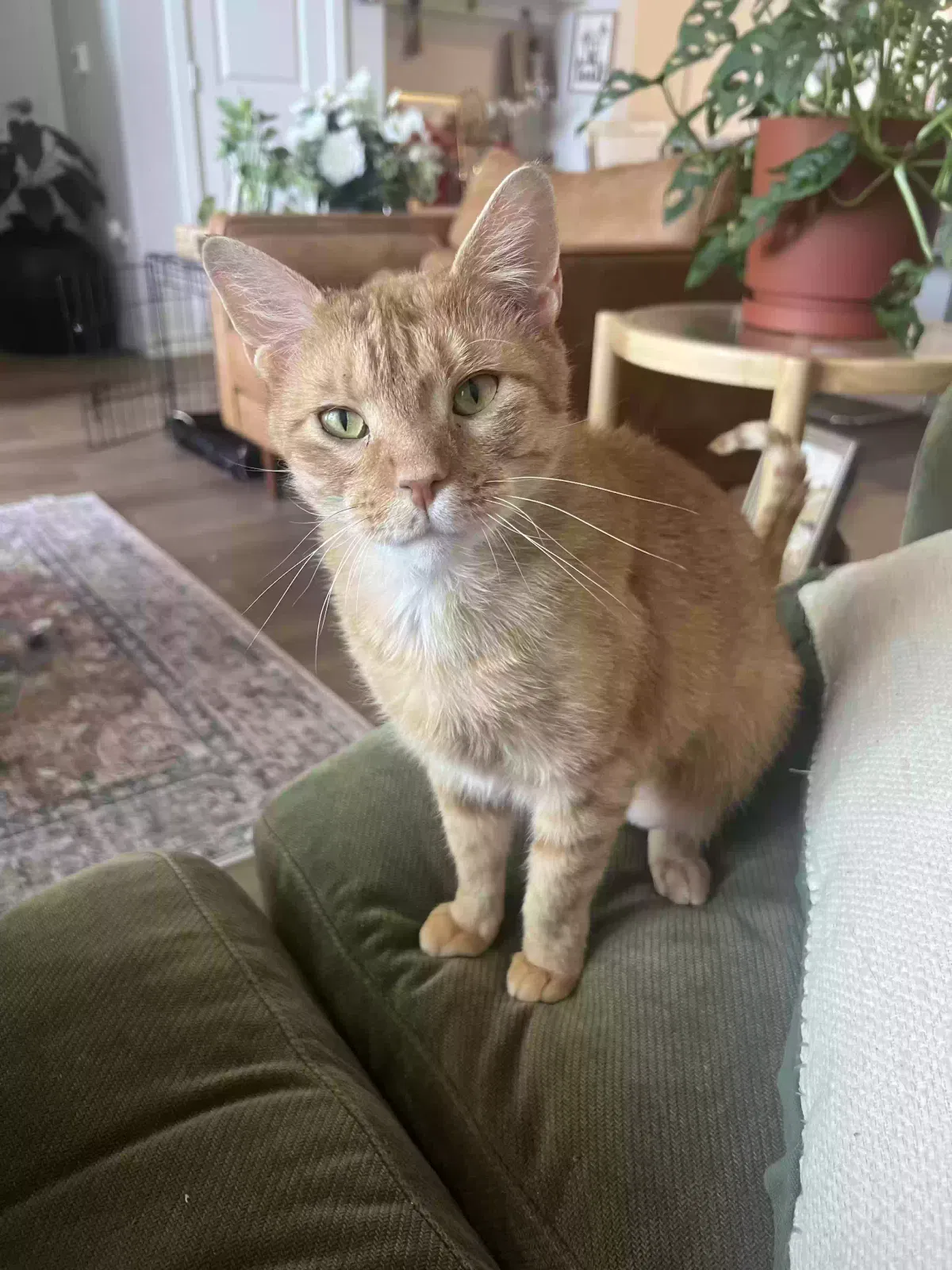 Dexter, Unknown Cat for adoption in Mckinney, TX, 75071