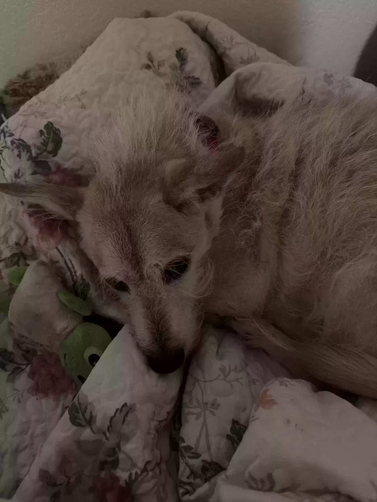 Buddy, Terror mix Dog for adoption in Bakersfield, CA, 93306