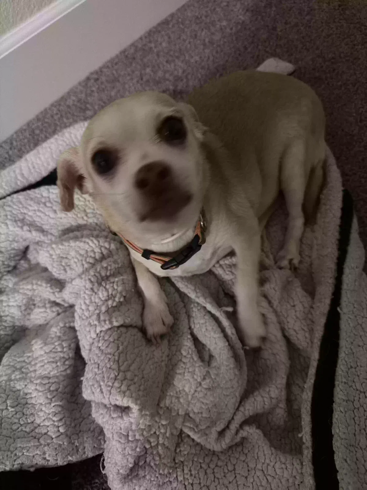 Dog, Unknown Dog for adoption in Bakersfield, CA, 93306