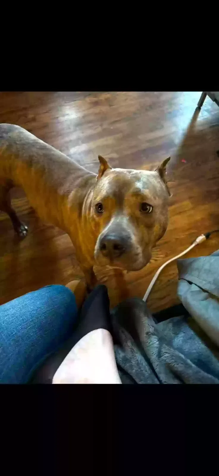 Dog, Pit mix Dog for adoption in Salem, IN, 47167