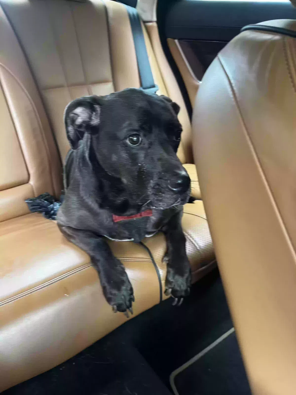 Dog, Unknown Dog for adoption in Atlanta, GA, 30307