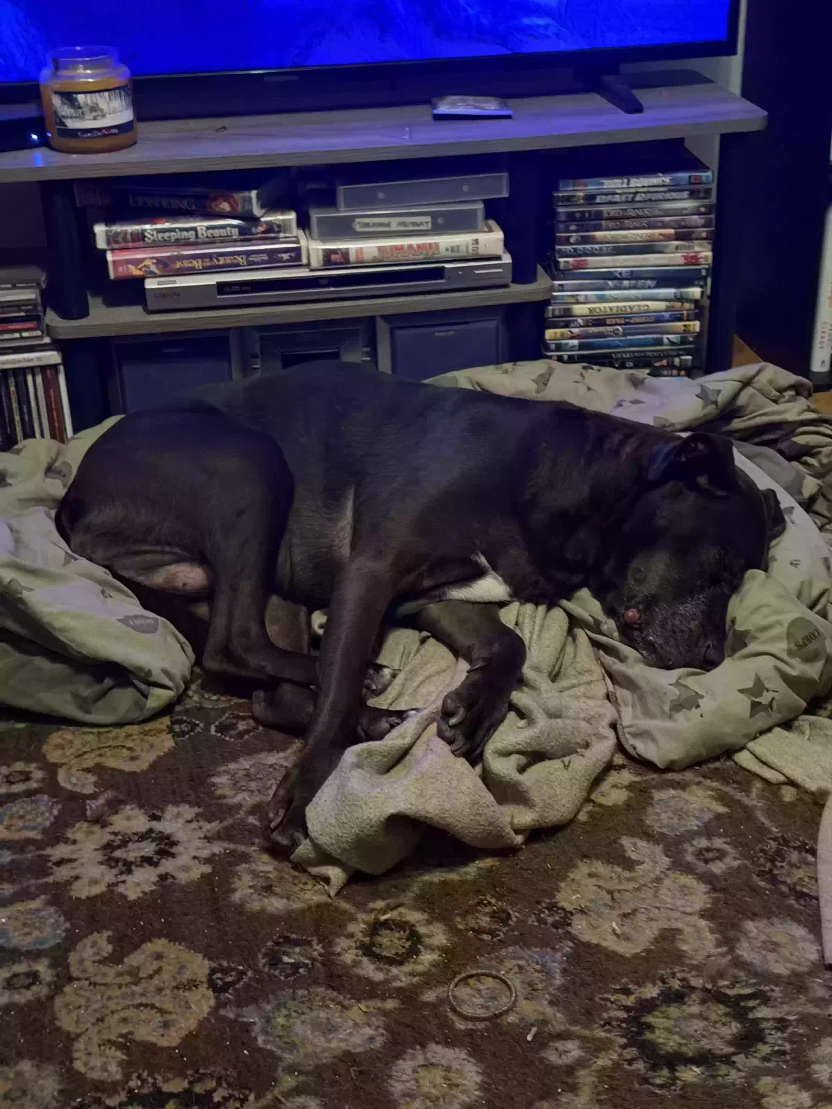 Minnie, Chocolate Labrador Dog for adoption in Atlanta, GA, 30307