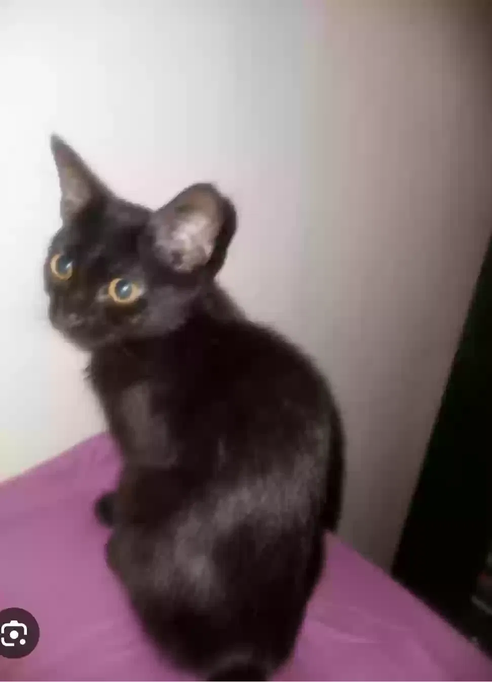 Stitch, Unknown Cat for adoption in Hampton, GA, 30228